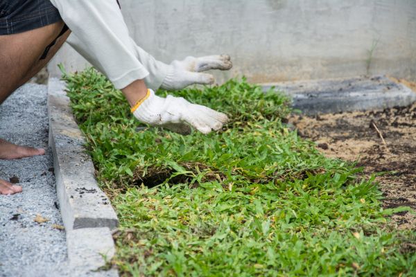 Ground Cover Planting in Bluffton
