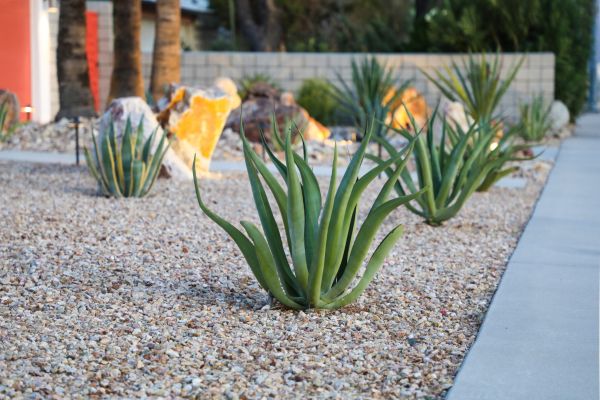 Drought Resistant Landscaping in Bluffton