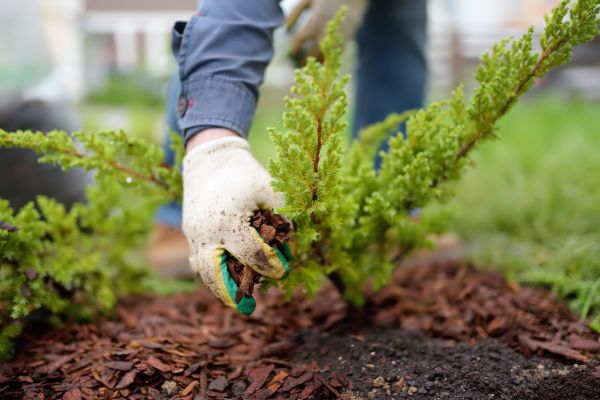 Church Mulching in Bluffton