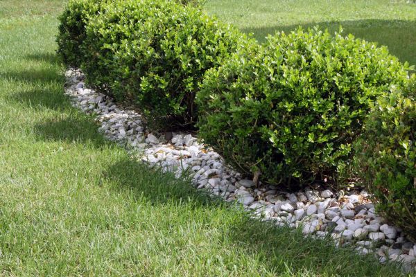 Boxwood Planting in Bluffton