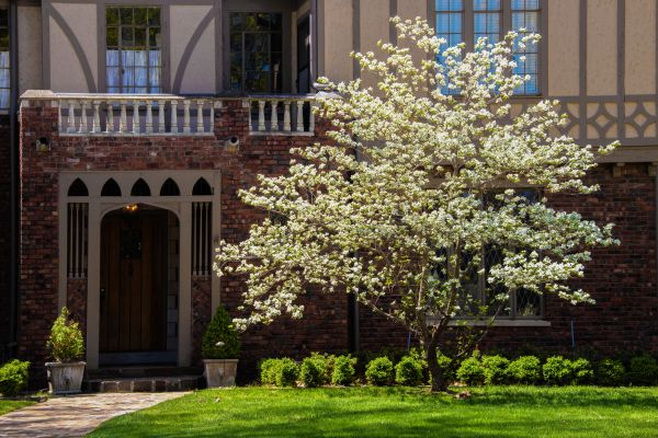 Dogwood Tree Planting in Bluffton
